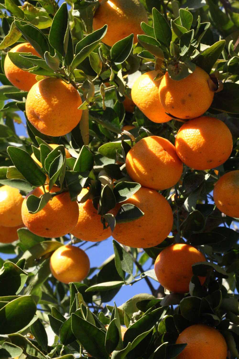            Fruit (Riverside, CA)   